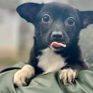 LONJA (♀) - auf PS im PLZ Bereich 56 (NU)