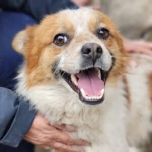 LOTHAR (♂) - reserviert TST (AL 29.04.)