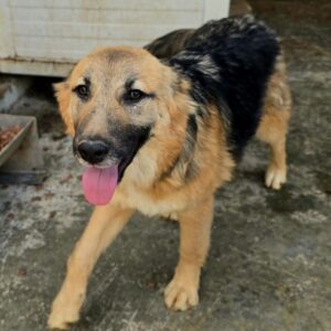 OLIMBA (♀) reist auf Pflegestelle PLZ 38 - SE 11.05.