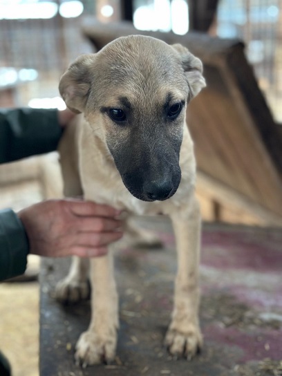 DIDI (♂) – Bild 4