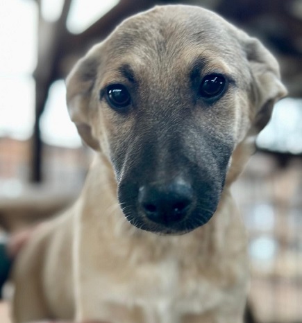 DIDI (♂) – Bild 3