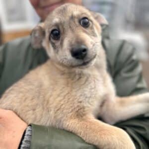 CHIBO (♂) - auf PS im PLZ Bereich 94 (JW)