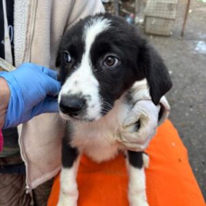 LUIGI (♂) - reserviert Tierhilfe Lebenswert (12.02. AM)