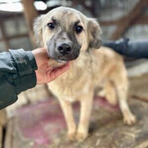 ASKO (♂) - ausgereist zum Projekt Tierschutz (GC)