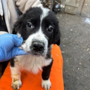 ROSALINA (♀) - reserviert Tierhilfe Lebenswert DR 20.02.26