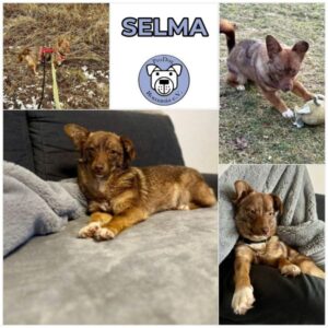 SELMA (♀) in 15806 Zossen - reserviert