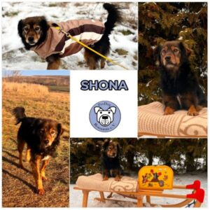 SHONA (♀) in 39418 Straßfurt