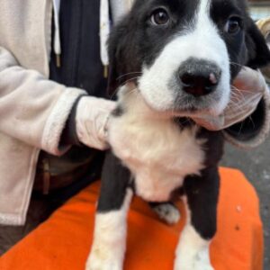 SUKI (♀) - reserviert Tierhilfe Lebenswert DR 16.02.25