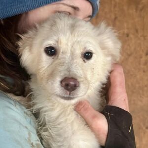 ENZO (♂) - ausgereist zum TH Tuttlingen (LS)