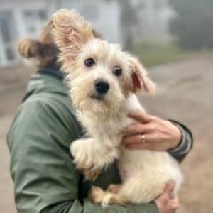 JULES (♂) - auf PS im PLZ Bereich 54 (NU) - vermittelt