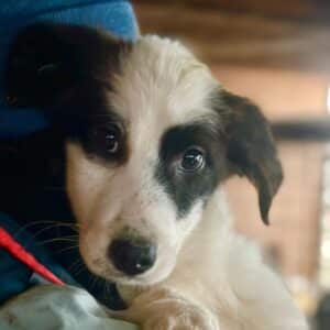 ABBY (♀) - vorne durchtrittig – augereist zur Tierhilfe Lebenswert DR 27.02.26