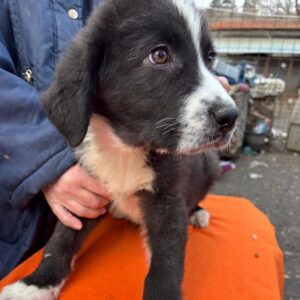 TOMI (♂) - reserviert Tierhilfe Lebenswert DR 22.02.