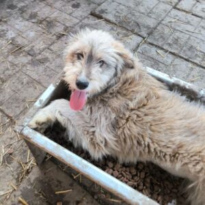 TOPOLINA (♀) reserviert (21/03 MH)