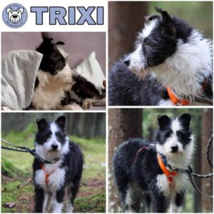 TRIXI (♀) in 94262 Kollnburg