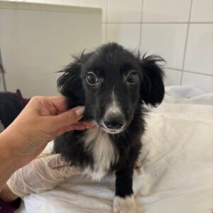 TABU (♂) - ausgereist zum TST Rösrath (SAS)