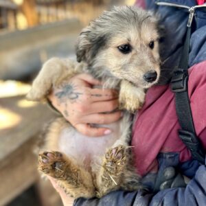 GLÖCKCHEN (♀) - reist auf PDR PS im PLZ Bezirk 55 (SD 05.02.)