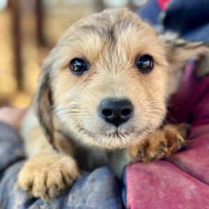 ODILE (♀) - reist auf PDR PS im PLZ Bezirk 55 (SD 05.02.)