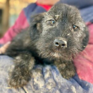 ODETTE (♀) - reist auf PDR PS im PLZ Bezirk 55 (SD 05.02.)