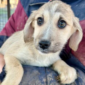 LUDWIG (♂) - reist auf PDR PS im PLZ Bezirk 55 (SD 05.02.)