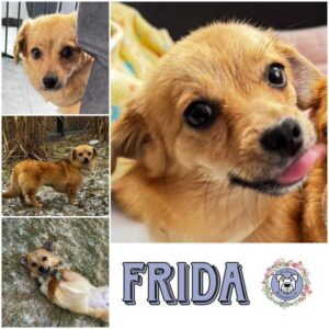 FRIDA (♀) in 15306 Seelow - vermittelt