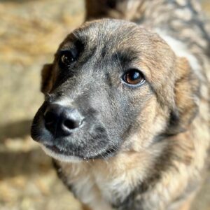 NANI (♀) reist auf Pflegestelle PLZ 38 - SE 20.02.