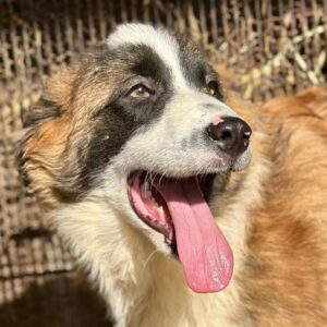 SANTIAGO (♂) - durchtrittig - sollte zeitnah ausreisen!