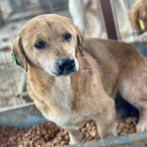 CIAN (♂) - NOTFALL! - Bißverletzungen und Schnauze halbiert