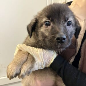 MAIKI (♂) - reserviert Tierhilfe Lebenswert DR 21.02.26