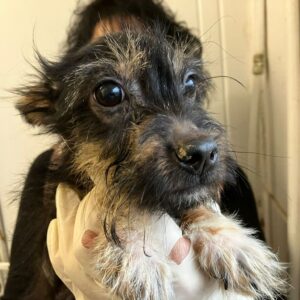 ELISE (♀) - ausgereist zum TST Rösrath (SAS)