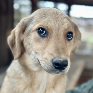 FJALL (♂) - ausgereist zum TST Rösrath (SAS)