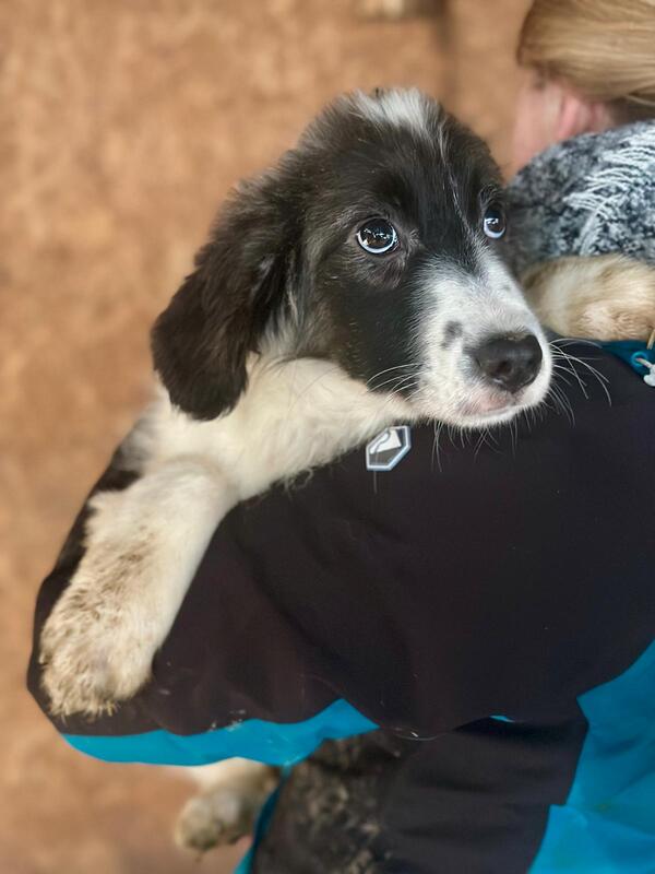 LINNEA (♀) – Bild 2