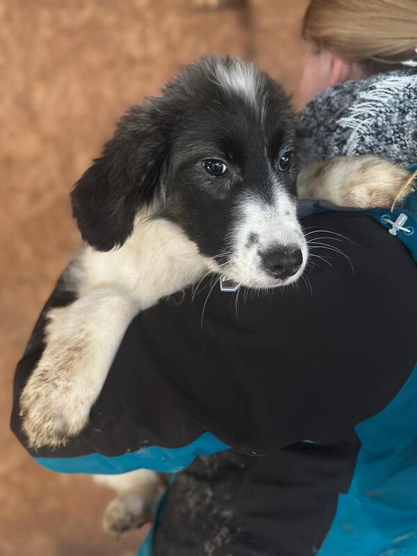 LINNEA (♀) – Bild 3