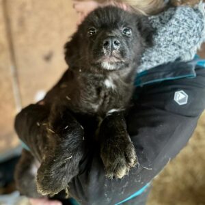 YIRO (♂) - RBB 2026