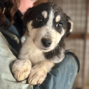 SILVA (♀) - auf PS im PLZ Bereich 21 (SE)