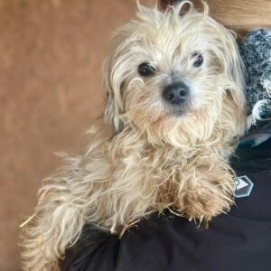 YUKI (♂) - ausgereist zum TST Rösrath (SAS)