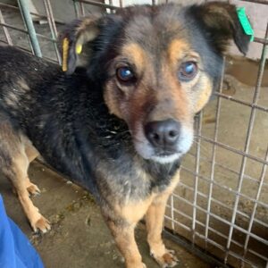 R2PLVetA (♂) - zu dünn!