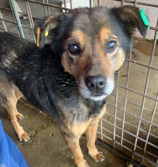 R2PLVetA (♂) - zu dünn!