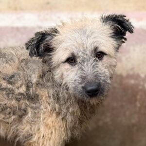 STINA (♀) - hat Parvo überlebt