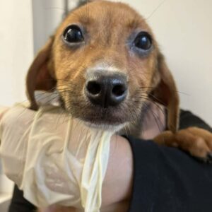 EMMELIN (♀) - ausgereist zum TST Rösrath (SAS)