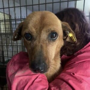 KITIJA (♀) - reserviert Tierhilfe Lebenswert DR 10.03.26