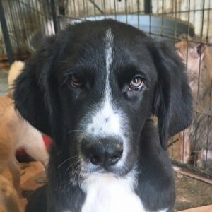 FINNICK (♂) - I - Tierhilfe Lebenswert DR 17.03.26