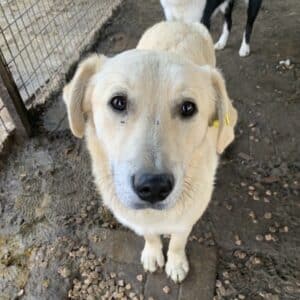 KODA (♂) - reserviert LS (14.3)