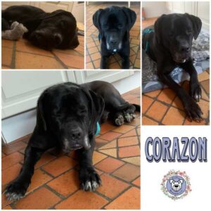CORAZON (♀) in 72379 Hechingen