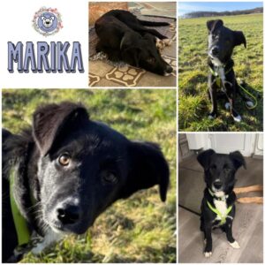 MARIKA (♀) in 57627 Marzhausen - vermittelt