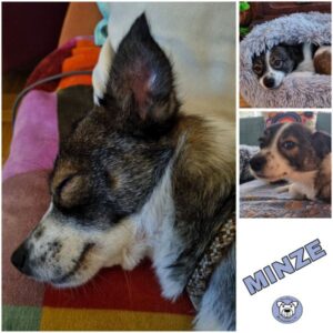 MINZE (♀) in 65232 Taunusstein - reserviert