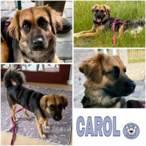 CAROL (♀) in 24879 Neuberend
