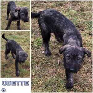 ODETTE (♀) in 55595 Gebroth