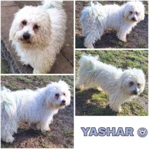 YASHAR (♂) in 55595 Gebroth
