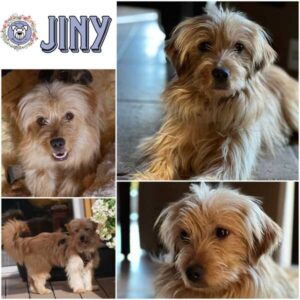 JINY (♀) in 21493 Möhnsen - reserviert