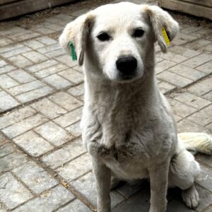 MELLORY (♀) - bereits unsicher - sollte zeitnah reisen! - reist auf PDR PS im PLZ Bereich 39 (JW 03/04)